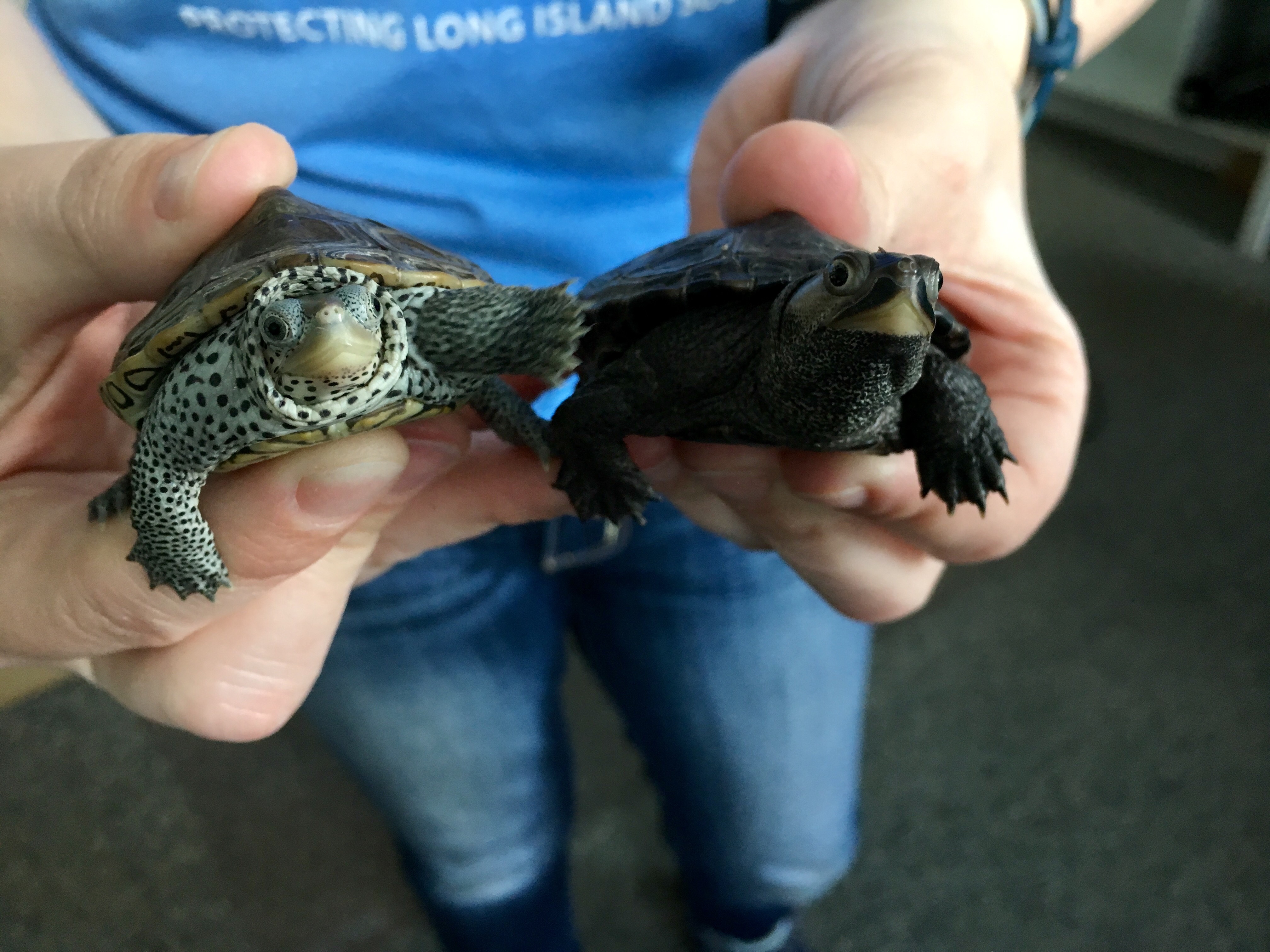Tiny Terrapins! SoundWaters