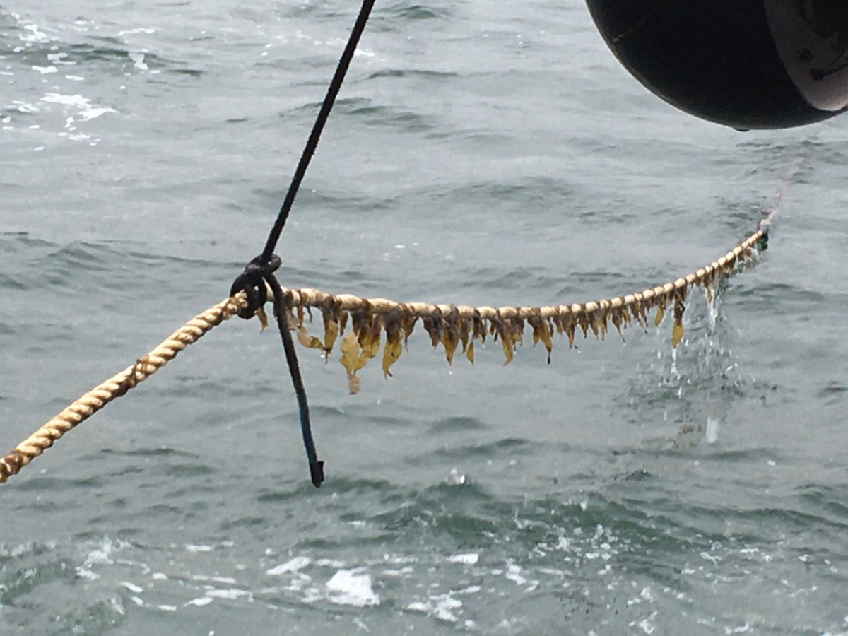 Real Farmers Farm Kelp - SoundWaters