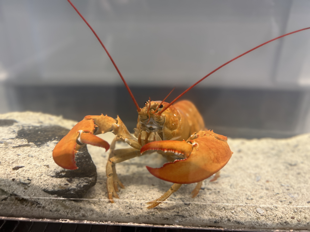 How Lobsters Grow & Change Their Shells | SoundWaters